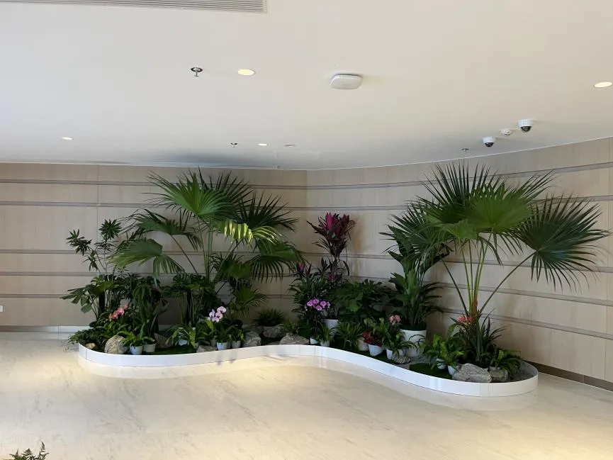 探秘镇海花木出租，解锁空间美化的绿色密码