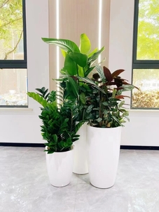 宁波前湾花卉租摆，超乎想象的优质服务等你来享><div class=